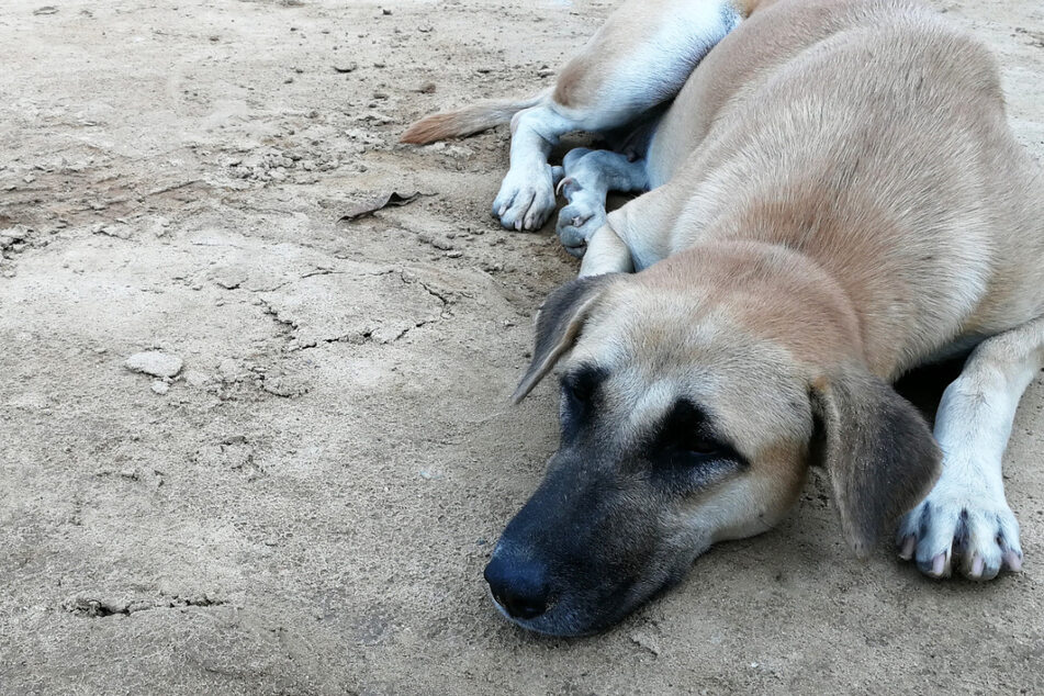 Grieving dog buries his dead friend in a heartbreaking video