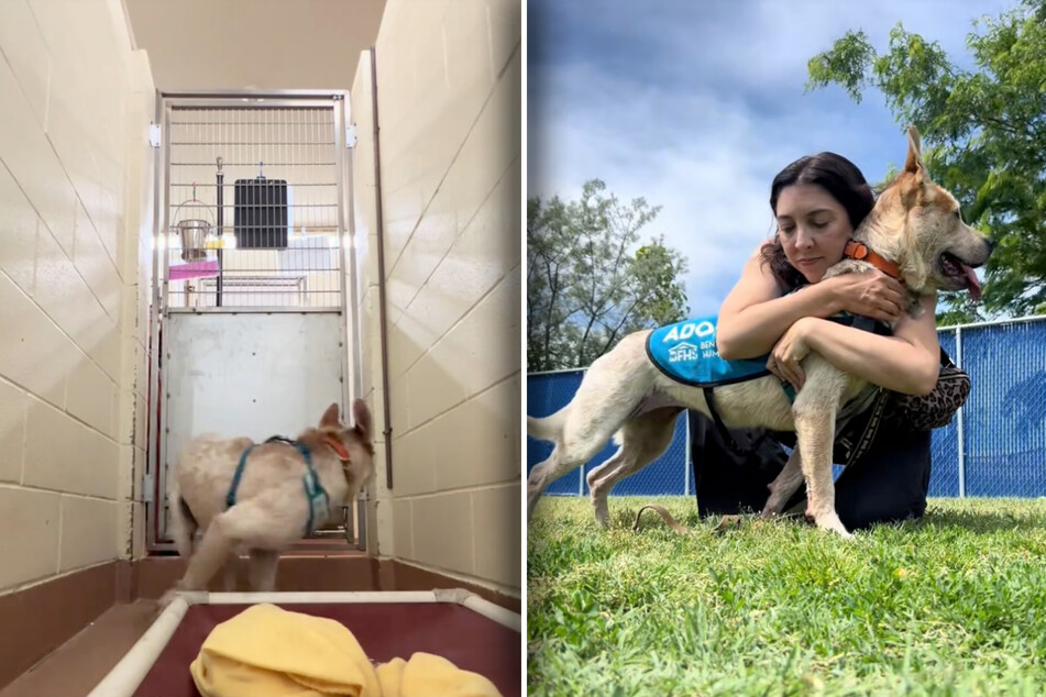 The dog circles the kennel over and over, looking extremely nervous.