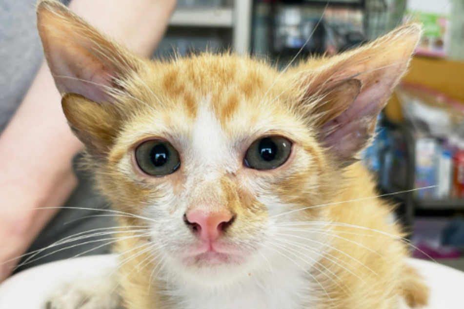 An animal shelter in Tennessee discovered a very special kitten with a double pair of ears.