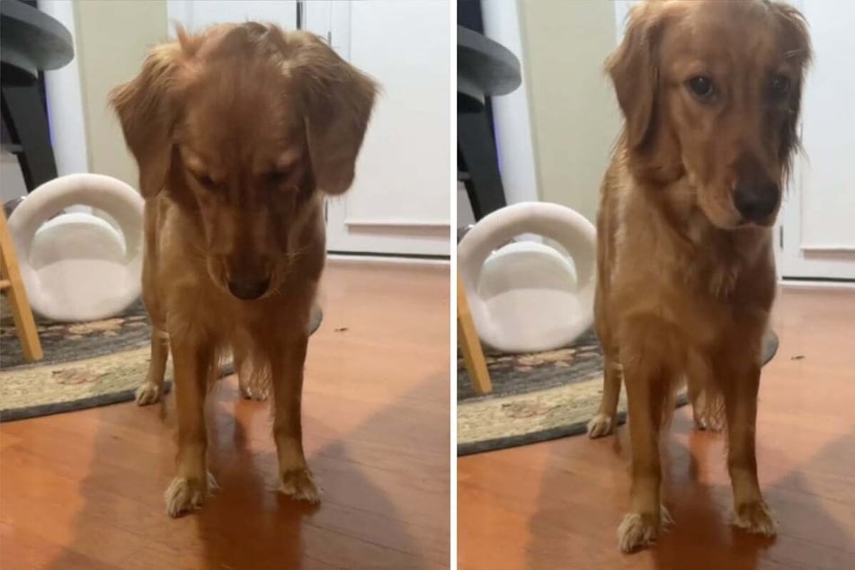 Summer is the time to stay hydrated, as Golden Retriever Sara knows very well. But when the dog recently gulped down her bowl of water, she suddenly flinched in surprise!