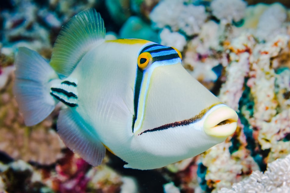 Triggerfish are territorial fish and will do everything in their power to protect their young.