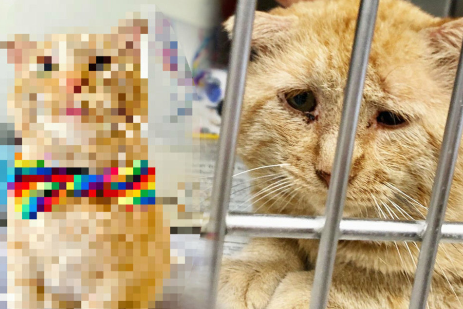 Sad cat's frown turned upside down after being adopted by woman