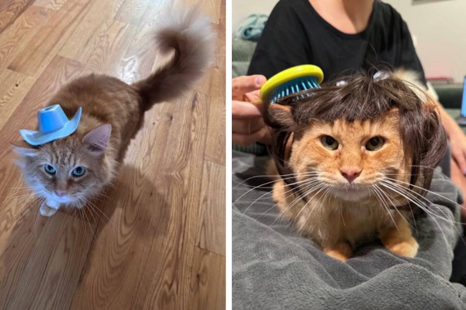 Pumpkin the cat's sitter had some silly fun with the feline friend during their time together!