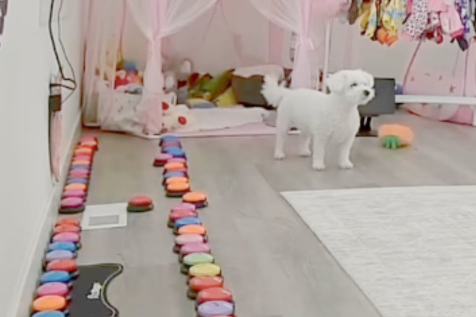 Dog is home alone and misses owner – what she does next is shocking: "Alexa, call Mama!"