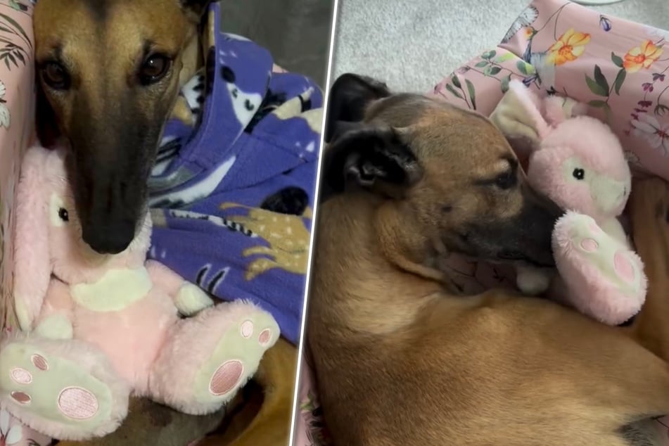 Rescue dog cries every night until her owners try something new that changes everything