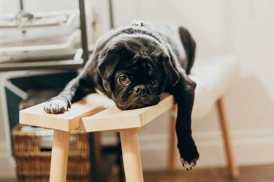 There are many lazy dogs in the world, but which ones are the laziest?