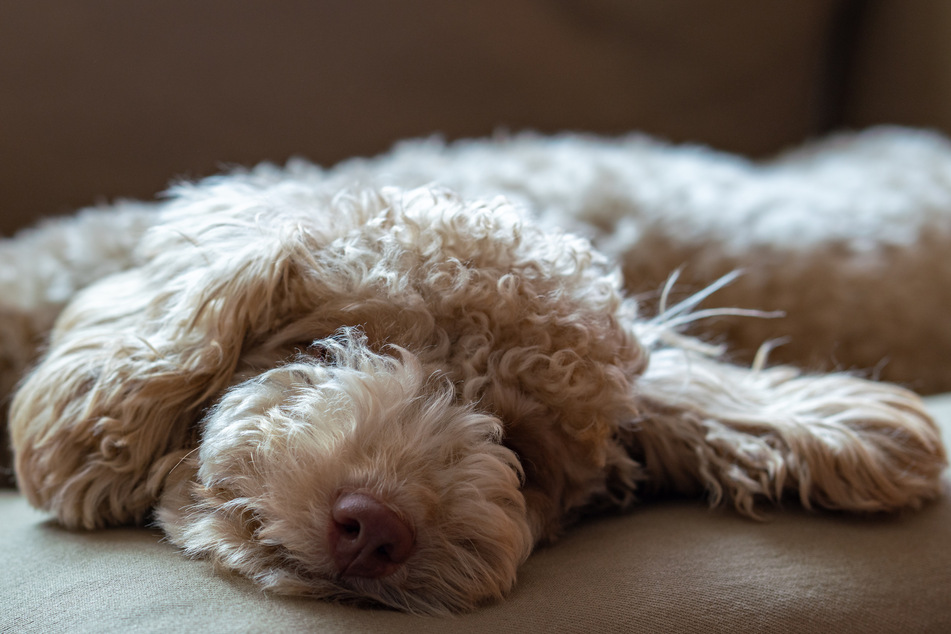 Curly dogs are ridiculously sweet.
