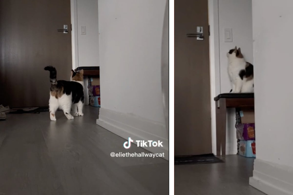 Elie searched for her owner and scratched at the door in a paw-some viral video.