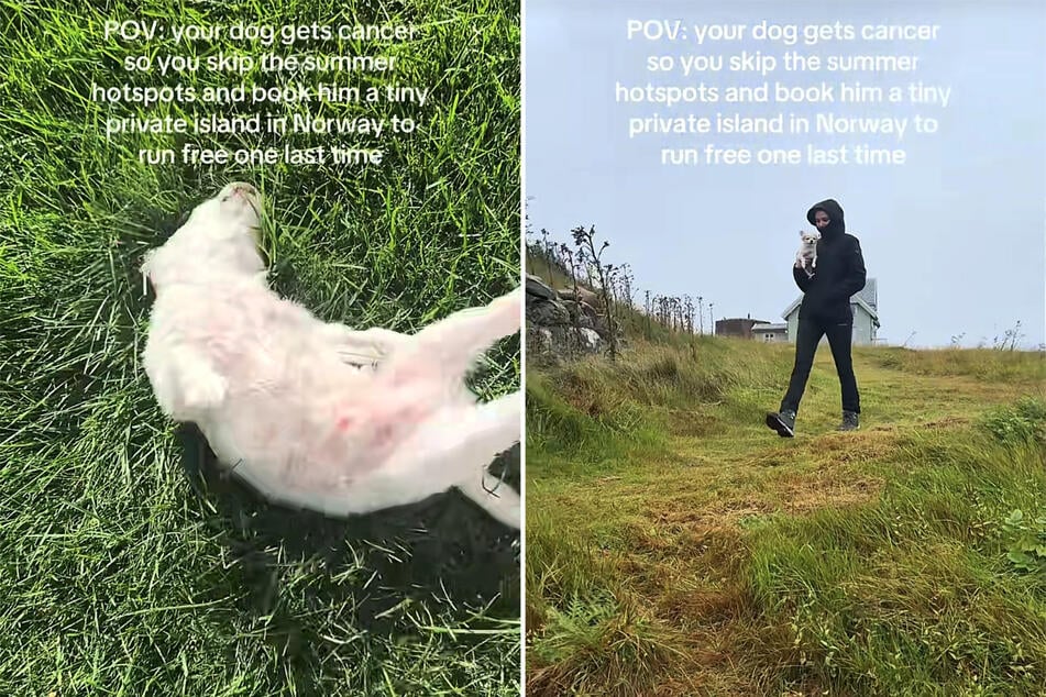 In March of this year, Nini the dog was diagnosed with lymphoma.