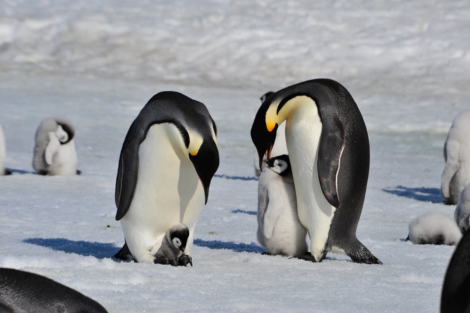 Emperor Penquins need sea ice to breed, forage for food and avoid their predators.