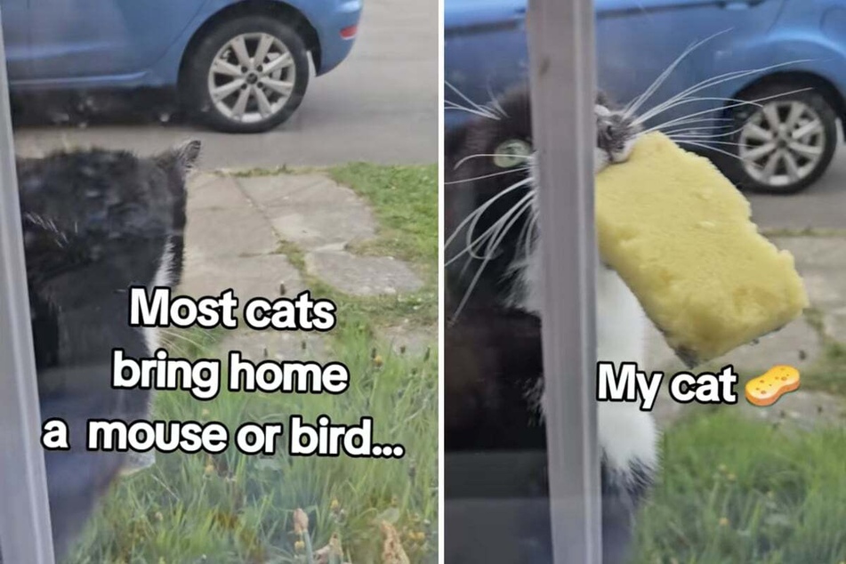 Cat proudly shows its owner the carcass of a "dead" kitchen sponge in hilarious clip