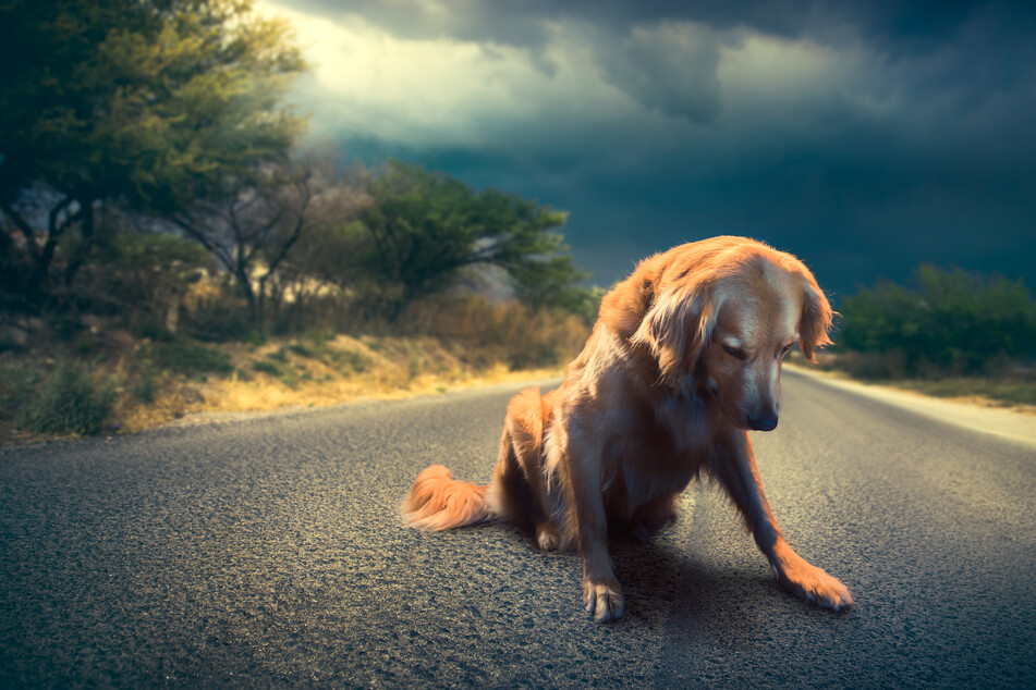 Dogs that find themselves with no social life and no pack can quickly become depressed.