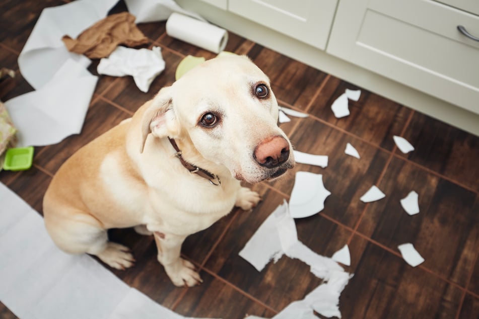 In the worst case, large quantities of wet paper can lead to a dangerous intestinal blockage that requires surgical treatment.