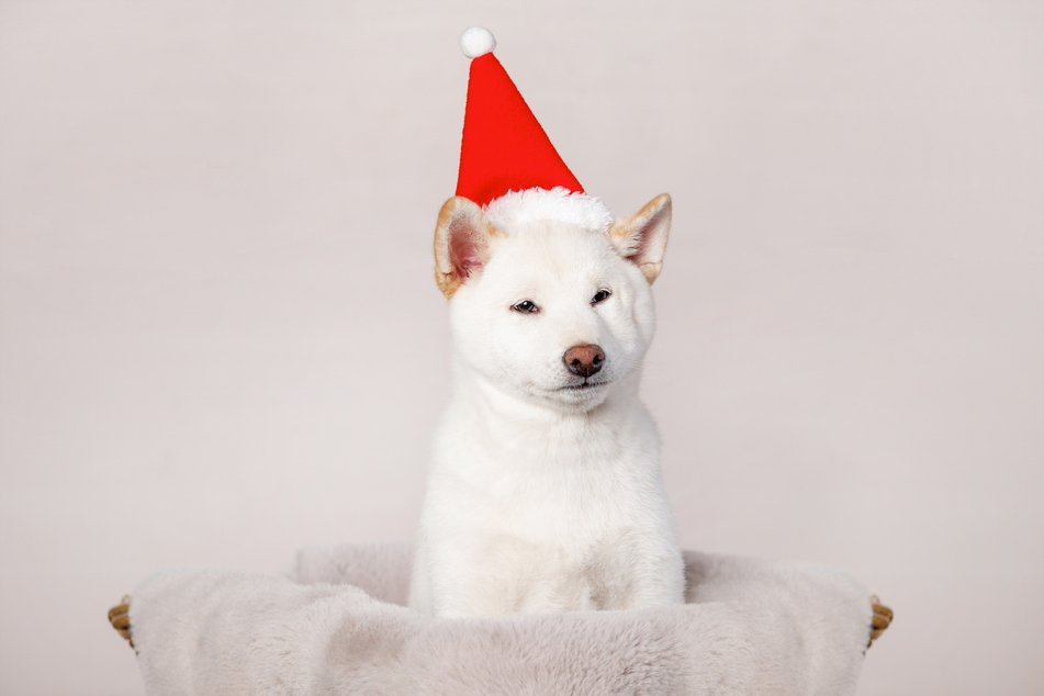 The shikoku is truly a one-of-a-kind dog breed.