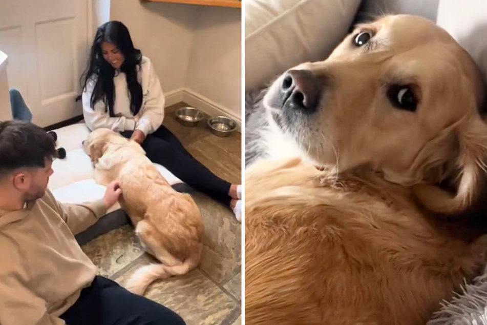 This rescued golden was afraid to bark, but love transformed her!