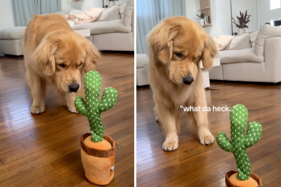 Zebby the dog didn't find the toy very funny.