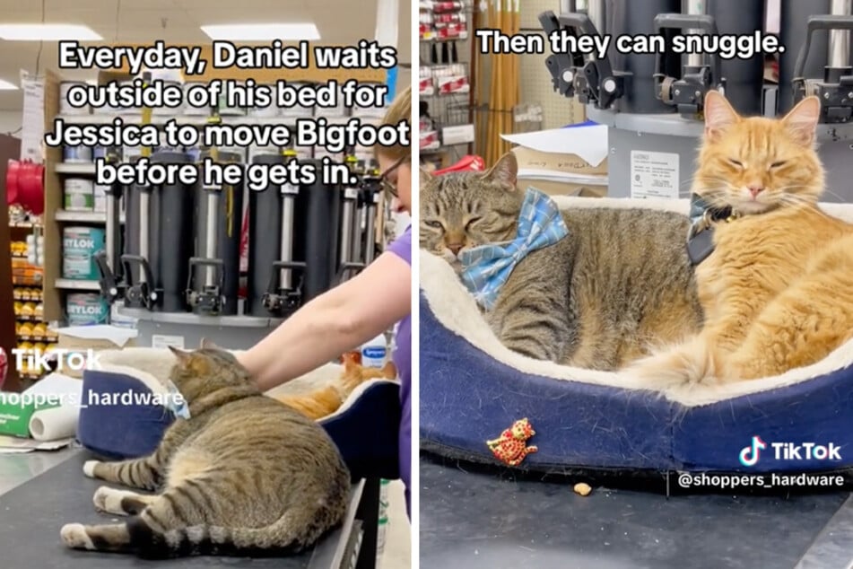 Cats cause heartwarming commotion over specific cuddle routine