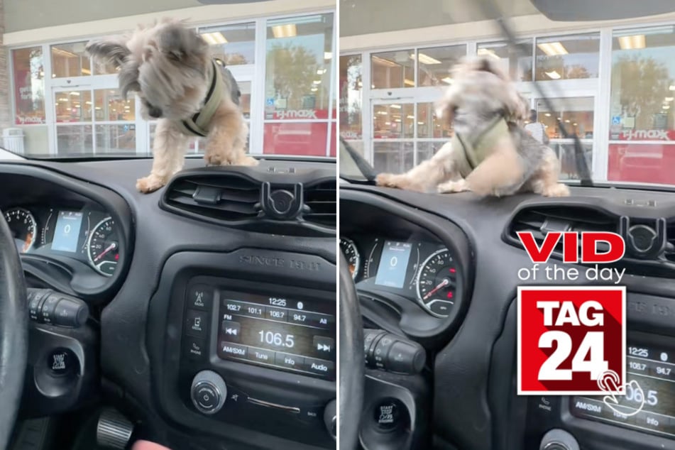 Viral Video of the Day for October 5, 2025: Hilarious dog can't get enough of windshield wipers!
