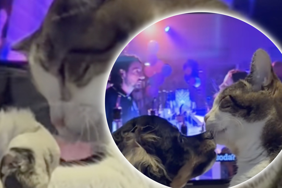 Blind cat thinks puppy is her baby in adorable video!