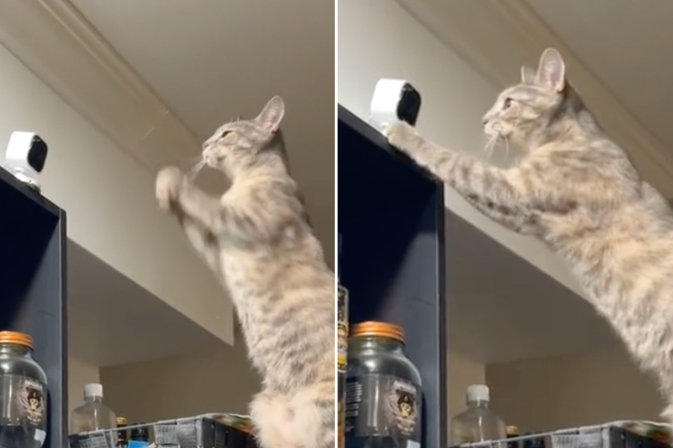 National Pet Day: Cat uses security camera send adorable message to owner