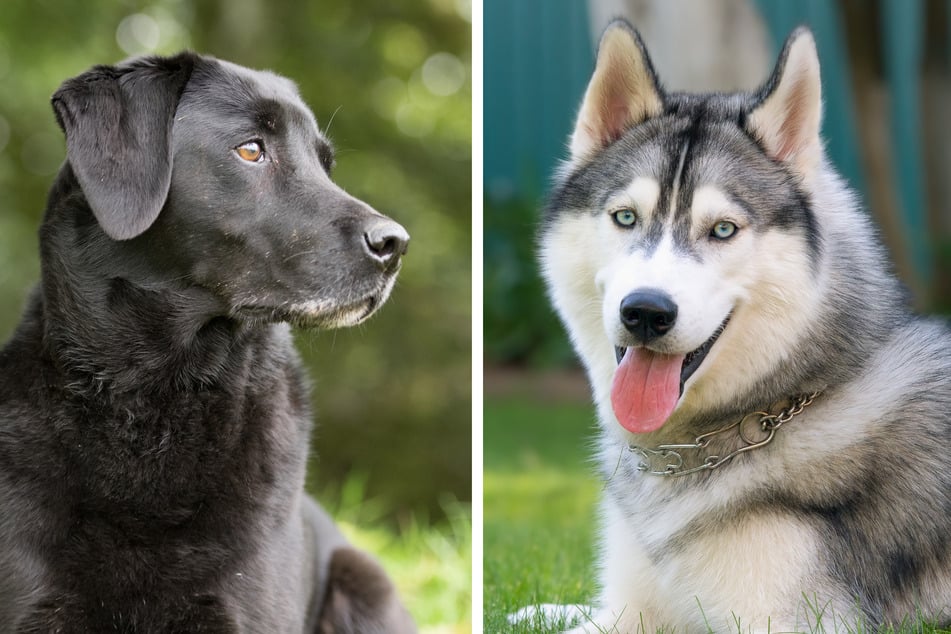 Labrador and Husky get together to make beautiful puppies!