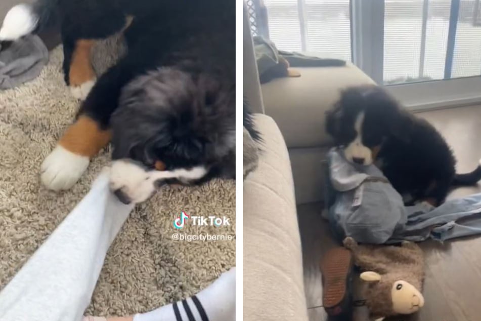 As soon as he arrived at his new home, Bernie turned out to be a hyperactive dog.