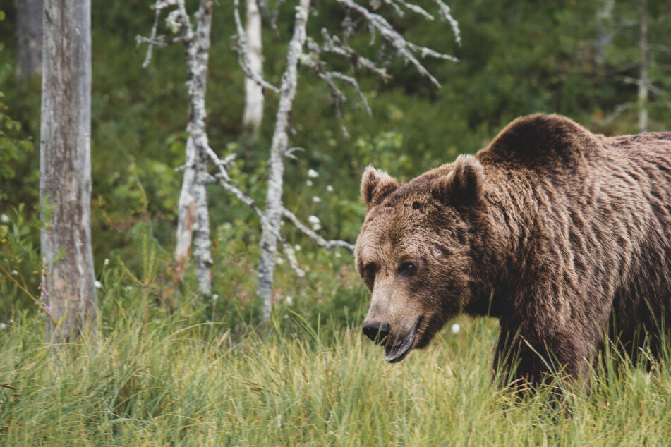 Elderly man survives savage grizzly bear attack!