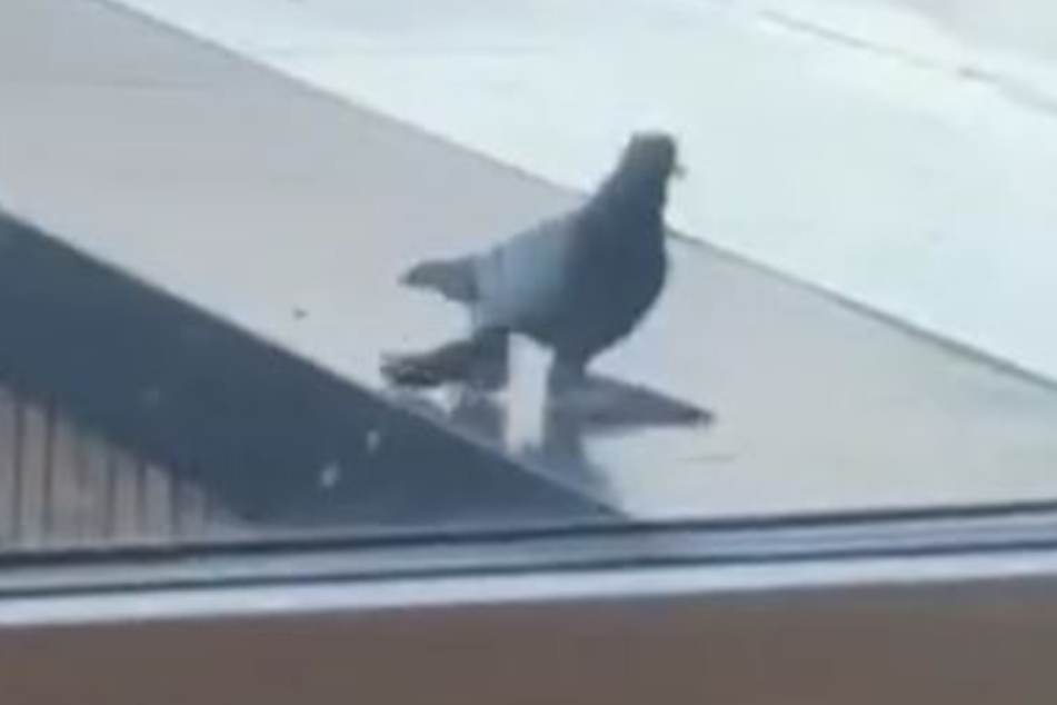 This pigeon looks like it has duck feet.
