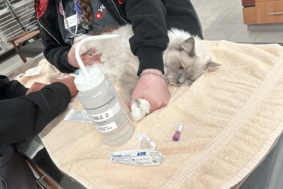The all-clear was given at the clinic: Mina the cat is healthy again!