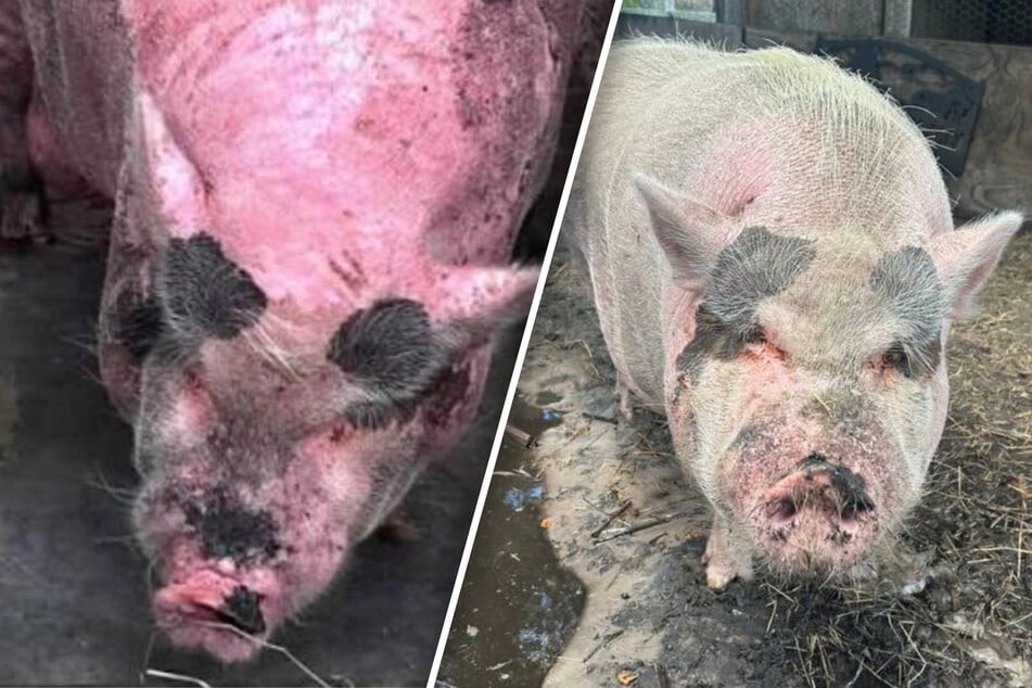 Brutally sunburnt pig sparks contentious animal cruelty case in Florida