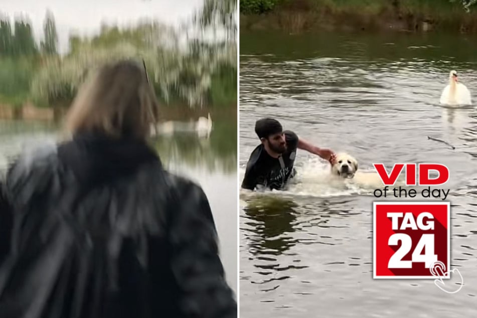 Viral Video of the Day for April 28, 2023: Hilarious dog vs. swan chase