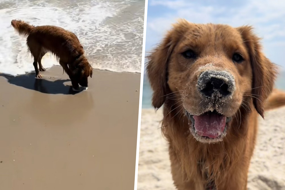 Golden retriever's precious gifts to owner melt hearts on TikTok!