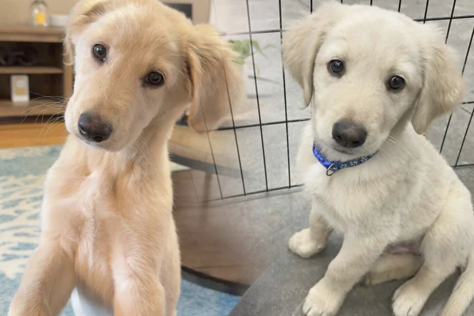 Couple thinks they adopted Golden Retriever – but DNA test leaves them shocked!