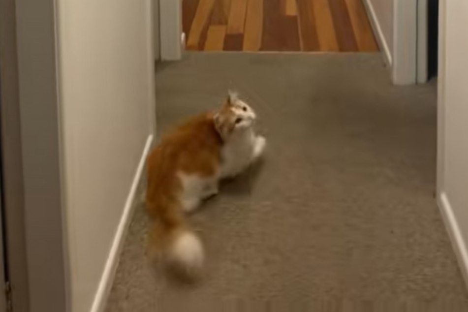 Archie the cat can do things differently: after all his acrobatics have failed, he simply waits.