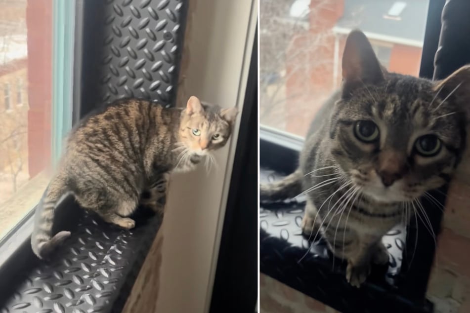 Cat comes up with hilarious trick to get extra attention from her owner