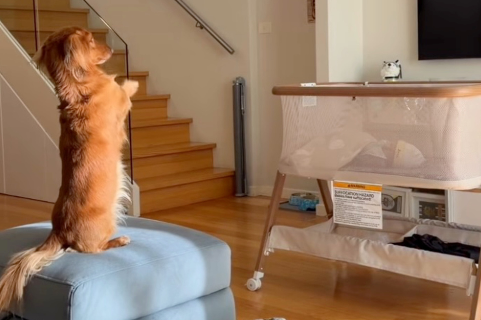 Dachshund Tofu is really trying to entertain the new baby.