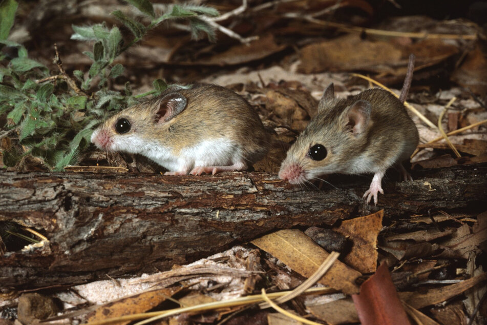 Due to the importation of cats, several Australian mouse species are now considered extinct. Shown here: the lesser Australian mouse, which is related to Gould's mouse.