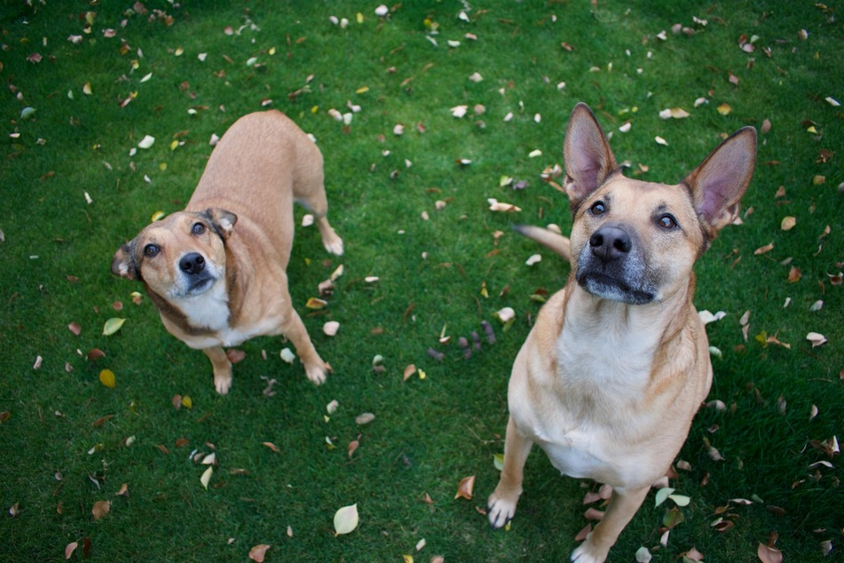 A first meeting of the dogs is usually not enough to know if they're compatible roommates.