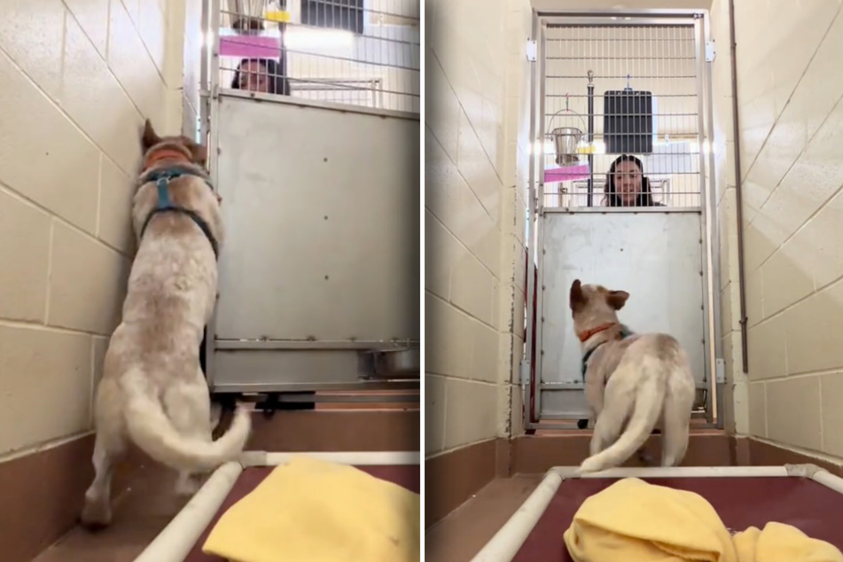 Shelter dog has heart-wrenching reaction to being left behind in kennel