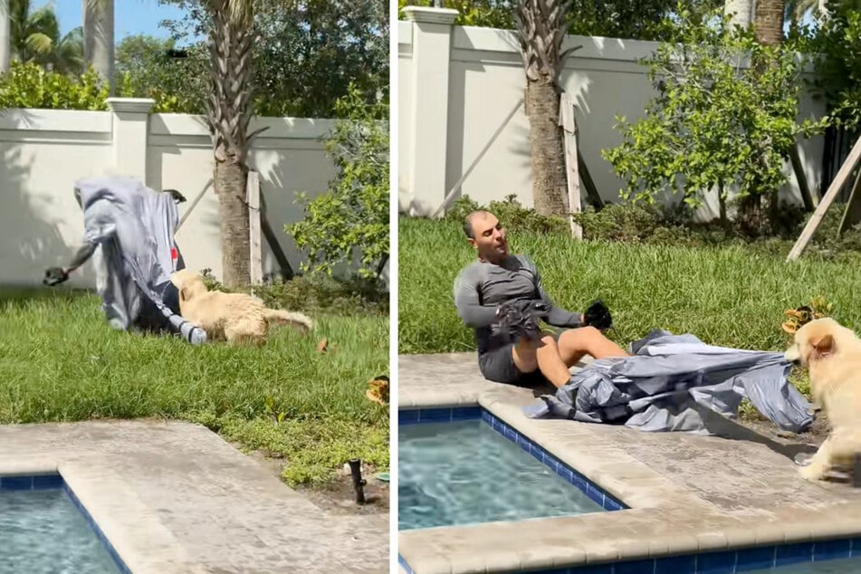 Golden Retriever Bauers had had enough of his owner's antics! He pulled the costume off of Corey and chased him into the pool.