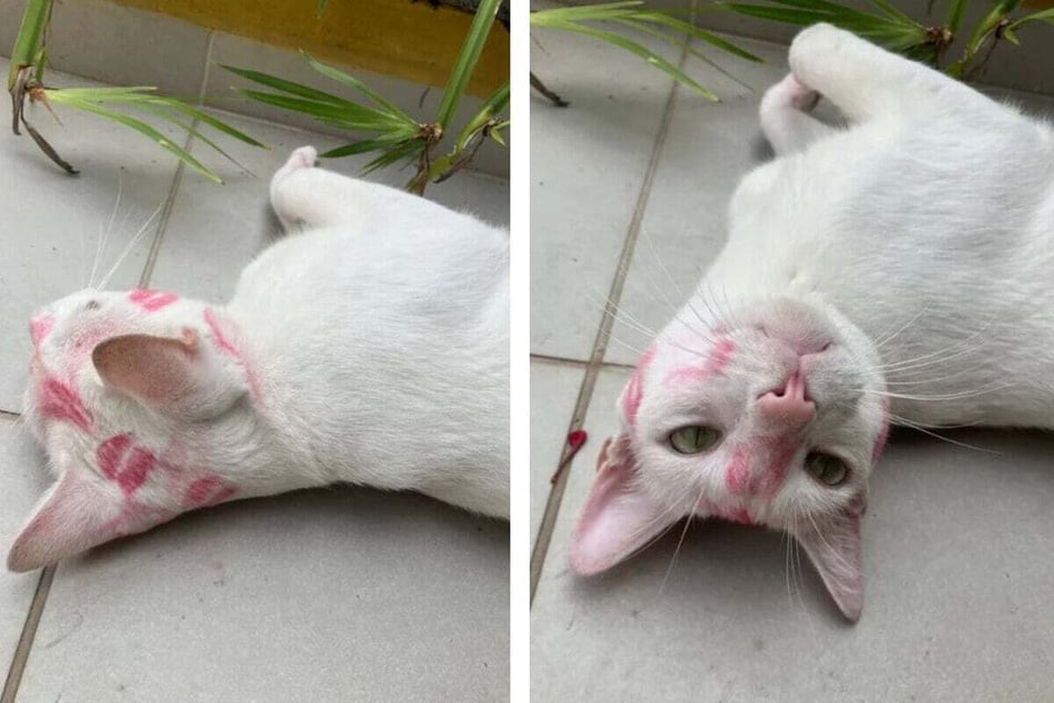 Cotton Candy the cat came back home covered in beauty products.