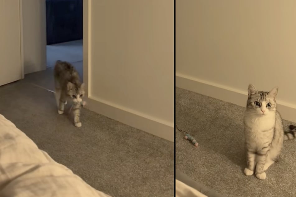 Moon the cat cheered up her owner when she was sad.