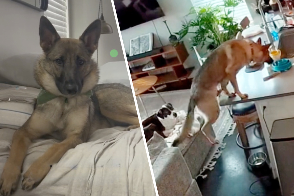 German shepherd gets caught stealing snacks from kitchen counter in hilarious TikTok