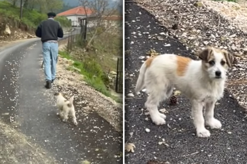 Milou the dog immediately clung to the tourist's heels.