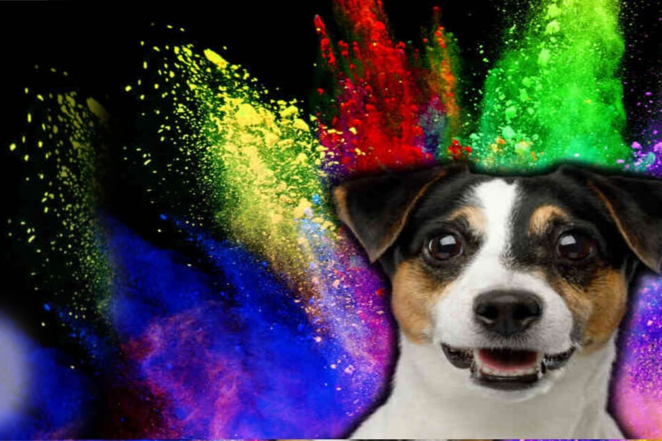 Can dogs see color?
