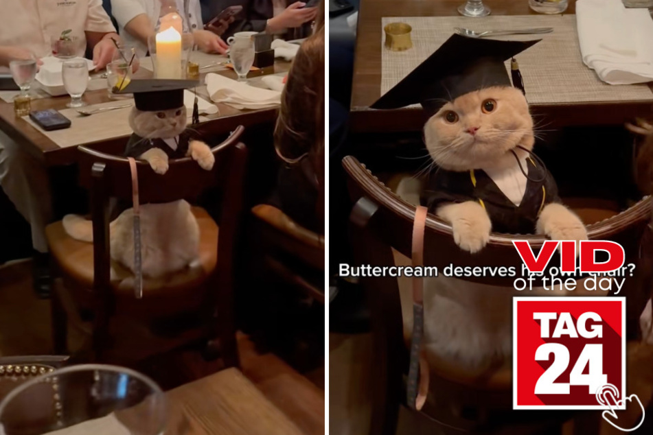 This adorable cat named Buttercream stole the spotlight at a graduation dinner party!