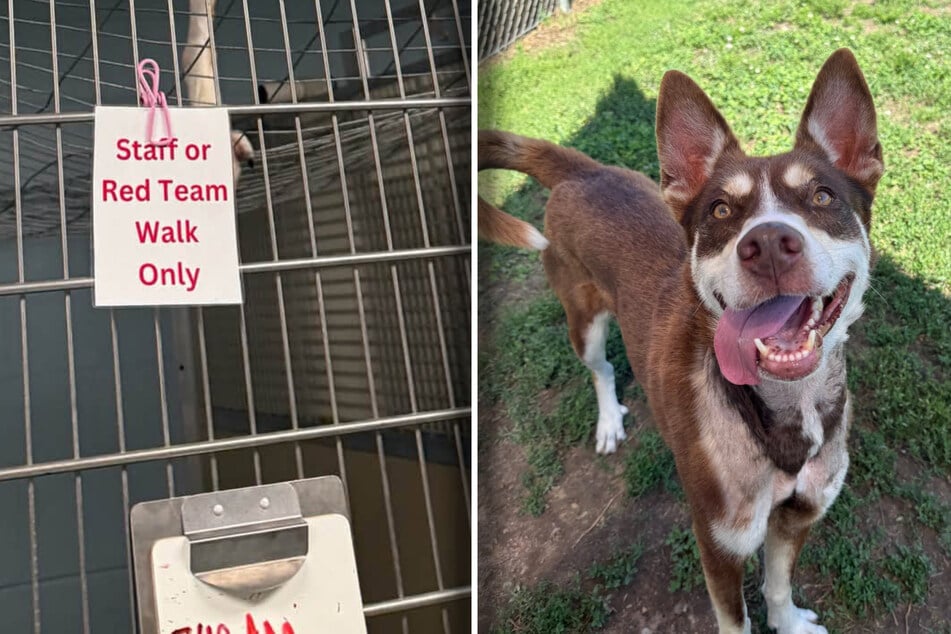 This husky might be Houdini's reincarnation: "We were dying laughing"