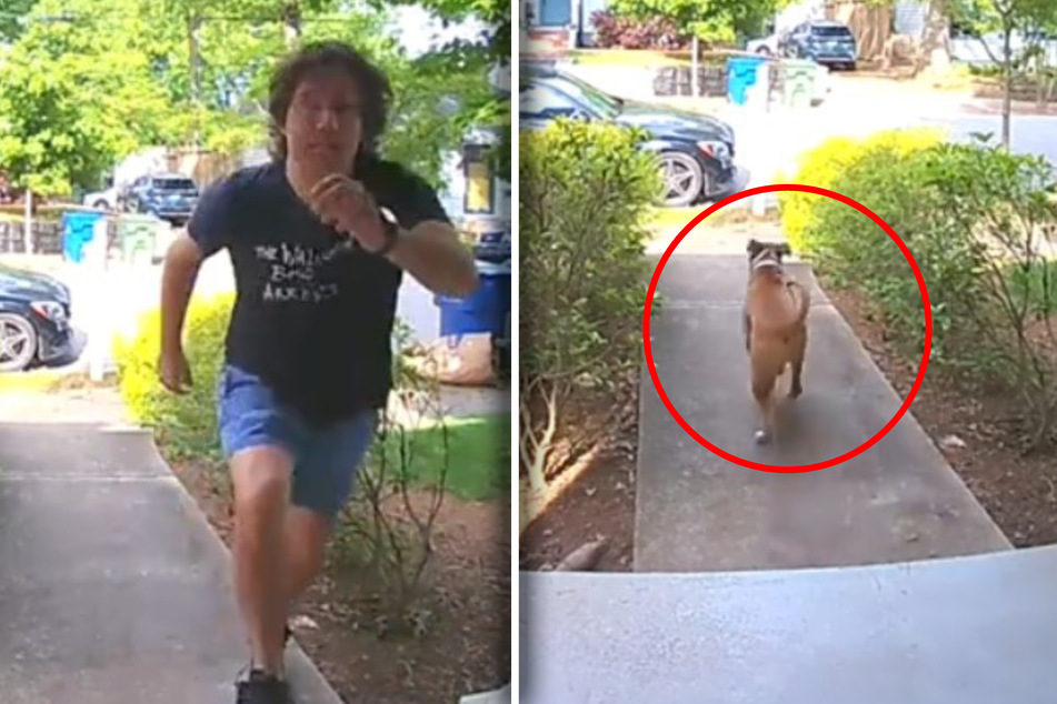 Rescue dog hilariously abandons escape plan due to "FOMO"