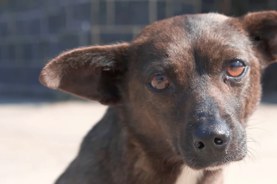 Injured dog's pleading eyes break the hearts of rescuers – can they save her?