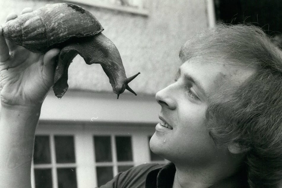 Meet the foot-long African snail breed